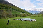 France, Hautes Pyrenees, Viella, Les Cabannes, Denis Laporte, breeder, Bareges lambs