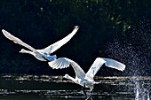 France, Doubs, Mute Swan (Cygnus olor) couple, flight