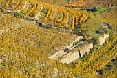 Frankreich, Drome, Tain l'Hermitage, Weinberg AOC Hermitage