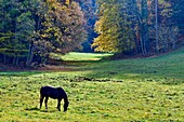 France, Doubs, horse in the meadow