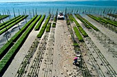 France, Gironde, Bassin d'Arcachon, oyster farming, maintenance, elimination of wild mussels (aerial view)