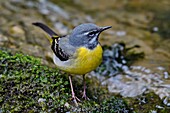 Frankreich, Doubs, Gebirgsstelze (Motacilla cinerea) in einem Bach