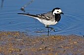 Frankreich, Doubs, Gebirgsstelze (Motacilla alba), adult am Rande eines Teiches