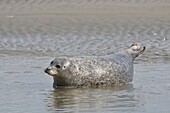 France, Somme, Berck sur Mer, Bay of Authie, seals at low tide on the sand