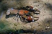 France, Doubs, American claw (Orconectes limosus), invasive invasive species