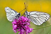 France, Lozere, Causse Mejean, butterfly, Gaze or black-veined white (Aporia crataegi)