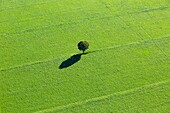 France, Bouches du Rhone, Camargue Regional Nature Park, Arles, hamlet of Raphele les Arles (aerial view)