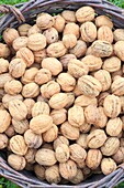 France, Dordogne, Perigord, Sorges, basket of Perigord walnuts (AOP)