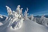 France, Haute Savoie, massive Bauges, above Annecy limit with the Savoie, the Semnoz plateau exceptional belvedere on the Northern Alps, fir trees loaded with snow