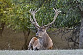 Frankreich, Haute Saone, Rothirsch (Cervus elaphus), Männchen in der Schlachtphase