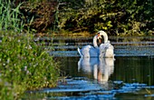 France, Doubs, Mute Swan (Cygnus olor), couple, courtship