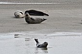 France, Somme, Berck sur Mer, Bay of Authie, seals at low tide on the sand