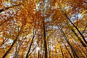 Frankreich, Seine et Marne, Biosphärenreservat Fontainebleau und Gatinais, Wald von Fontainebleau, der von der UNESCO zum Biosphärenreservat erklärt wurde, der Wald im Herbst in der Gegend von Rocher Canon