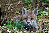 France, Doubs, young fox (Vulpes vulpes) in the burrow