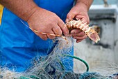 France, Herault, Cap d'Agde, professional fisherman, lobster