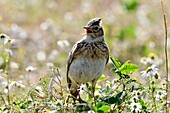 France, Doubs, Eurasian skylark (Alauda arvensis) on the ground, singing