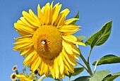 France, Dordogne, Perigord Noir, Dordogne Valley, Vitrac, Close up of sunflower with bumblebee