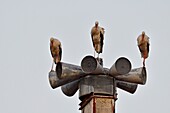 Frankreich, Doubs, Audincourt, Weißstorch (Ciconia ciconia), der an Gebäuden in der Stadt übernachtet