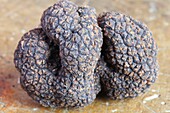 France, Dordogne, Perigord, black truffle (Tuber Melanosporum)