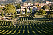 Frankreich, Vaucluse, Bedoin, Weinberge vor dem Weiler Baux