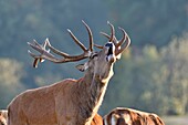 France, Haute Saone, Red Deer (Cervus elaphus), male in the period of slaughter