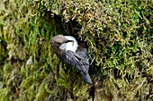France, Doubs, valley of the Creuse, White throated dipper (Cinclus cinclus) in the brook, nest, feeding young