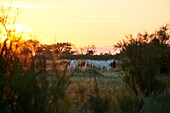 Frankreich, Hérault, Sérignan-Plage, Les orpellières, Naturschutzgebiet