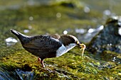 Frankreich, Doubs, Creuse-Tal, Wasseramsel (Cinclus cinclus) im Bach, Erwachsener jagt, um seine Jungen zu füttern