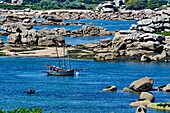 France, Cotes d'Armor, old rigging sailing along the pink granite coast