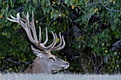 Frankreich, Haute Saone, Rothirsch (Cervus elaphus), Männchen in der Schlachtphase