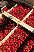 France, Drome, Mercurol, harvesting cherries (Sweetheart variety)