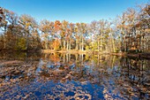 Frankreich, Seine et Marne, Biosphärenreservat Fontainebleau und Gatinais, der Wald von Fontainebleau, der von der UNESCO zum Biosphärenreservat erklärt wurde, der Wald im Herbst um den Mare aux Evees (Evees-Teich) im Gebiet Table du Roi