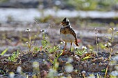 France, Doubs, Eurasian skylark (Alauda arvensis) on the ground, singing
