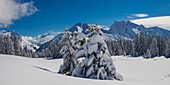 France, Haute Savoie, massif of Aravis, gone hiking in racket on the tray of Beauregard over the resorts of Manigod and Clusaz, panoramic view on the projecting ledge of Follieres in the location of peat bogs and Etale mountain