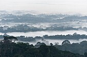 France, French Guiana, near Cacao, Amazon Rainforest