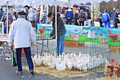France, Saone et Loire, Bresse Burgundy, Louhans, poultry market (Remarkable Site of Taste), poultry sales of Bresse