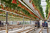 France, Finistere, Plougastel Daoulas, Strawberry harvest Gariguette in soilless cultivation