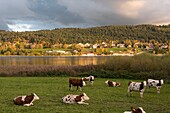 France, Doubs, Malbuisson, herd of Montbeliarde cows in front of the lake of Saint Point