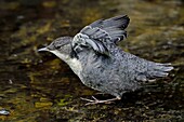 France, Doubs, Creuse valley, White throated dipper (Cinclus cinclus) in the stream, chick just leaving the nest