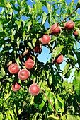 France, Drome, La Roche de Glun, harvesting peaches