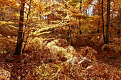 France, Seine et Marne, Fontainebleau and Gatinais Biosphere Reserve, Fontainebleau forest listed as Biosphere Reserve by UNESCO, the forest in autumn in the Table du Roi area