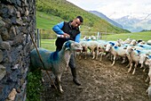 Frankreich, Hautes Pyrenees, Viella, Les Cabannes, Denis Laporte, Züchter, Bareges-Lämmer