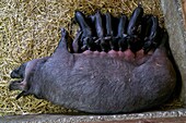 France, Haute Garonne, Saman, Jean Baptiste Aries, breeder of Black Pig of Bigorre