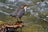 Frankreich, Doubs, Tal der Creuse, Wasseramsel (Cinclus cinclus) im Bach, Altvogel auf der Jagd nach Futter für seine Jungen