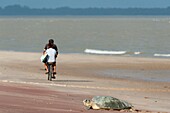 France, French Guiana, Natural Reserve of Amana, olive ridley sea turtle (Lepidochelys olivacea)