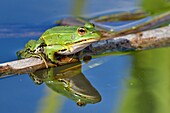 France, Doubs, Batrachian, Green Frog (Rana esculenta)