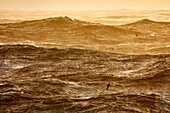 France, Indian Ocean, French Southern and Antarctic Lands listed as World Heritage by UNESCO, violent storm, Beaufort scale 10 gusting to 11 in the roaring forties, picture taken aboard the Marion Dufresne (supply ship of French Southern and Antarctic Territories) underway from Crozet Islands to Kerguelen Islands, White-chinned Petrel (Procellaria aequinoctialis)