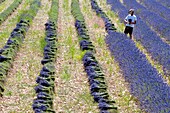 France, Drome, Ferrassieres, lavender fields, harvest