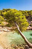 France, Bouches du Rhone, Cassis, the cove of Port Pin, Calanques National Park