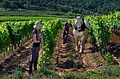 Frankreich, Var, Presqu'ile de Saint Tropez, Gassin, Domaine de la Rouillere, Jean Louis und Christine Calla pflügen eine Weinbergsparzelle mit ihrem Pferd